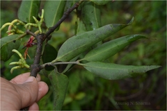 Macrosolen capitellatus